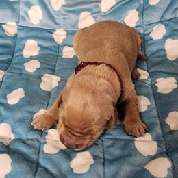 Girl 3 - Golden female Golden Retriever puppy in Saginaw, Michigan from Precious Kennel Retrievers