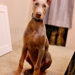 Doberman Pinscher Puppies from KB's Dobermans