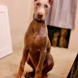 Doberman Pinscher Puppies from KB's Dobermans