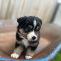Blake - Black tri male Miniature Australian Shepherd puppy in Bethany, Illinois from Rachel at Marrowbone Creek Aussies
