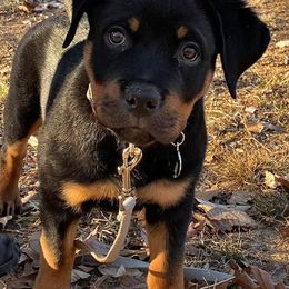 Belgian Malinois, Black Russian Terriers, Dutch Shepherds, Poodles, and Rottweilers from Louisov Kennel