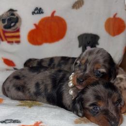 Leo - Dapple male Dachshund puppy in North Fort Myers, Florida from Trust Fund Devil Kennel