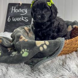 Girl 3 - Black female Australian Labradoodle puppy in Avon, Indiana from Forever Friends Labradoodles