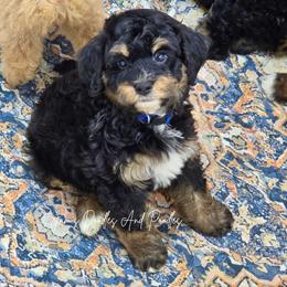 Bluegill - Tri-color male Bernedoodle puppy in Cleveland, Georgia from Jam's Doodles And Poodles