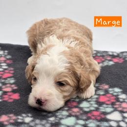 Marge - Red female Bernedoodle puppy in Neillsville, Wisconsin from Granton Creek
