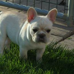 French Bulldog All Grown Up from Crestagard