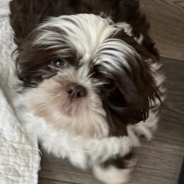 Princeton - Shih Tzu