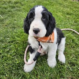 Orange Boy (Tenderheart) - Black and white male English Springer Spaniel puppy in Spanish Fork, Utah from Orchard Hill English Springer Spaniels