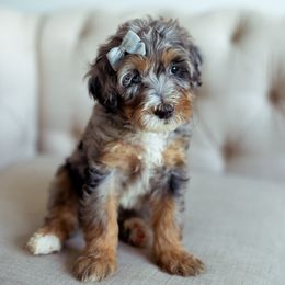 Bernedoodles, Cavapoos, Cockapoos, and Poodles from Mop Top Doodle Co.