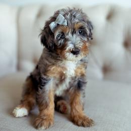 Bernedoodles, Cavapoos, Cockapoos, and Poodles from Mop Top Doodle Co.