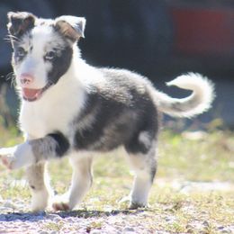 Doc - White and blue merle male Border Collie puppy in Kountze, Texas from Bridges Border Collies