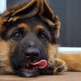 German Shepherd Puppies from vom Haus Jurincie