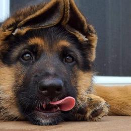 German Shepherd Puppies from vom Haus Jurincie