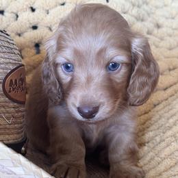 Boy 1 - Red male Dachshund puppy in Bentonville, Arkansas from T & D Dachshunds by design