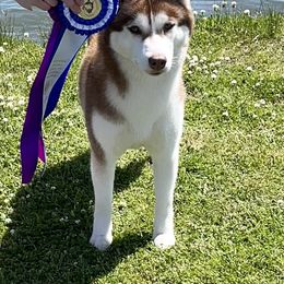Primrose - Siberian Husky
