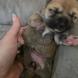 Shiba Inu Puppies from Priscilla Soares