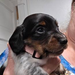 Light pink collar, Pippie's black and tan piebald longhair girl - Piebald female Dachshund puppy in Caldwell, Idaho from Dozendachs