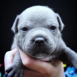 Ranch - Blue female Staffordshire Bull Terrier puppy in Dallas, Texas from Wild Blue Staffords