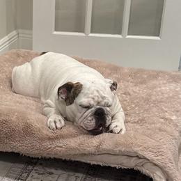 Stella - Bulldog