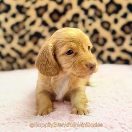 Potato - Cream female Dachshund puppy in Robesonia, Pennsylvania from Happily Ever After’s Puppies
