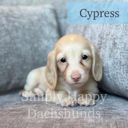 Cream Longhair - Pet Only CKC - Cypress - Cream male Dachshund puppy in Pauls Valley, Oklahoma from Simply Happy Dachshunds