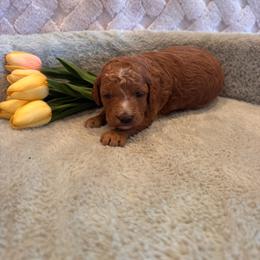 Carrie - Red  female Goldendoodle puppy in Bucyrus, Missouri from Hill Top Pomskies