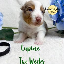 Lupine - Red merle male Australian Shepherd puppy in Falmouth, Kentucky from Queen City Farm