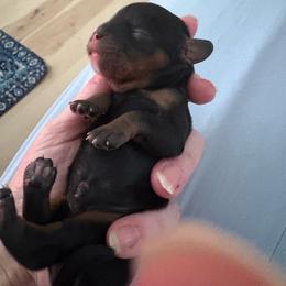 Blk and tan girl no 1 - Black and tan female Cavalier King Charles Spaniel puppy in Melbourne, Florida from Majestic Cavaliers of Melbourne FL