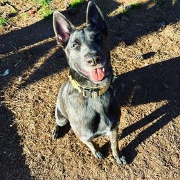 Ivy - Dutch Shepherd
