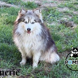 Emerie - Pomsky