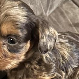 Dachshunds from Caddo Hills Doxies and doodles