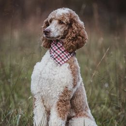 Ruby  - Poodle