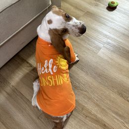 Basset Hound and Dalmatian Puppies from Lazy B Bassets and Dalmatians