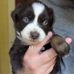Girl 2 - female Australian Shepherd puppy in Acworth, Georgia from Aussomely Yours, Australian Shepherds
