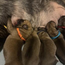 Navy Collar - Fawn male Mastiff puppy in Lincolnton, North Carolina from Little Mountain Mastiffs