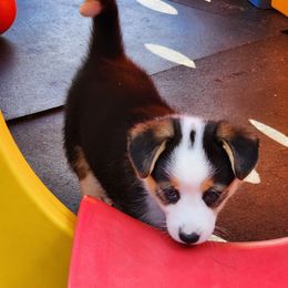 American Corgi Puppies from Wigglebutts American Corgis