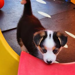 American Corgi Puppies from Wigglebutts American Corgis