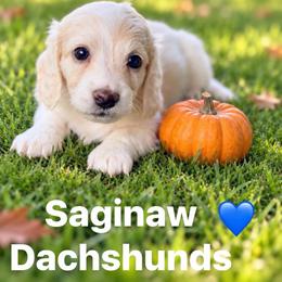Dachshund puppies from Saginaw Dachshunds