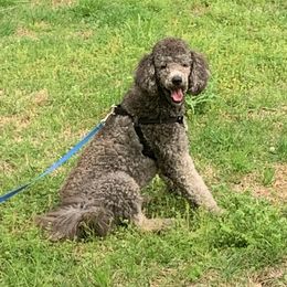 Goldendoodles and Golden Retrievers from Golden Puppies USA