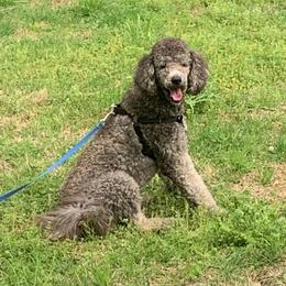 Goldendoodles and Golden Retrievers from Golden Puppies USA