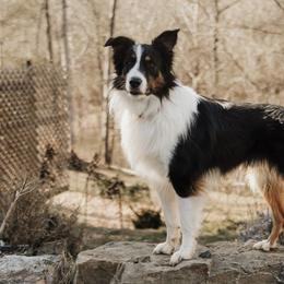 Duncan - Old Time Scotch Collie