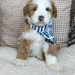 Botega - male Australian Mountain Doodle puppy in Spanish Fork, Utah from Little Puppy Co.