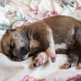 Shiba Inu Puppies from Cornerpost Shiba Inus
