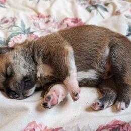 Shiba Inu Puppies from Cornerpost Shiba Inus