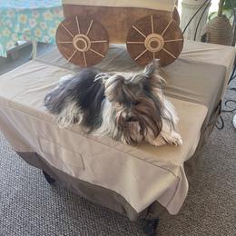 Loki - Biewer Terrier