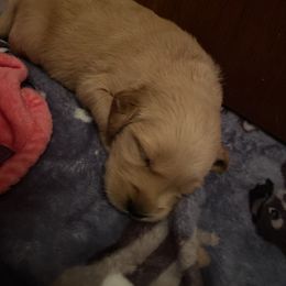 Golden Retriever Puppies from Golden Star Ranch