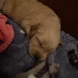 Golden Retriever Puppies from Golden Star Ranch