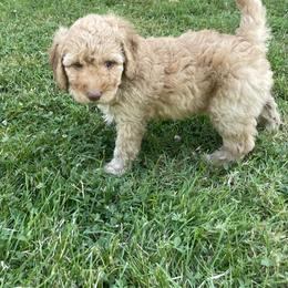 Goldendoodle Puppies from Aimee Schamback