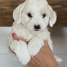 Lexi - Parti female Goldendoodle puppy in Lindon, Utah from Ruby’s Minidoodles LLC