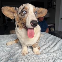 Atlas Jr. - Blue merle and white male Cardigan Welsh Corgi puppy in Des Plaines, Illinois from Ataraxis Cardigan Welsh Corgis